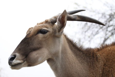 Antilope Alòcina - Common Eland
